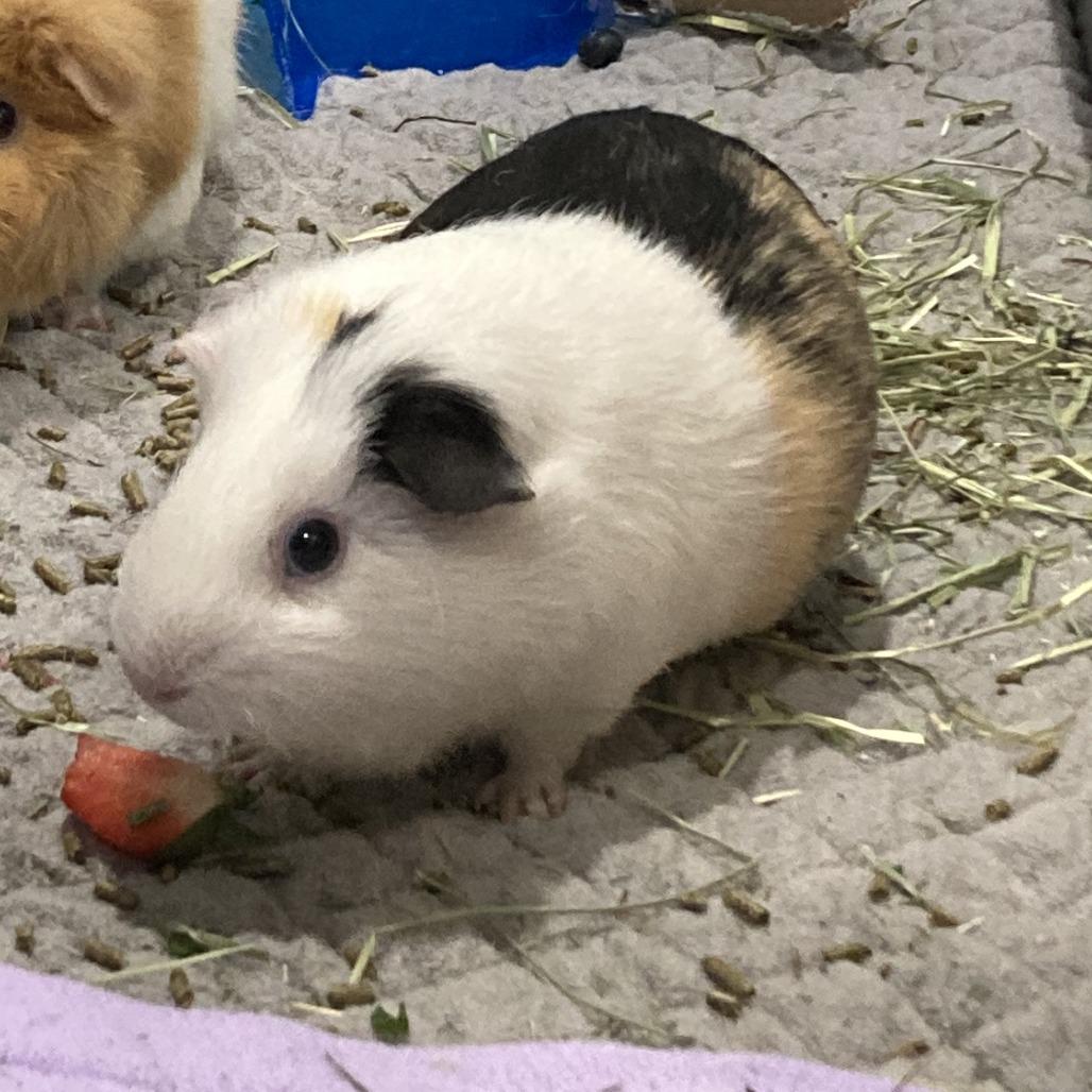 Enlarge Harold, a Adoptable Guinea Pig in Brookfield, WI image 3/6