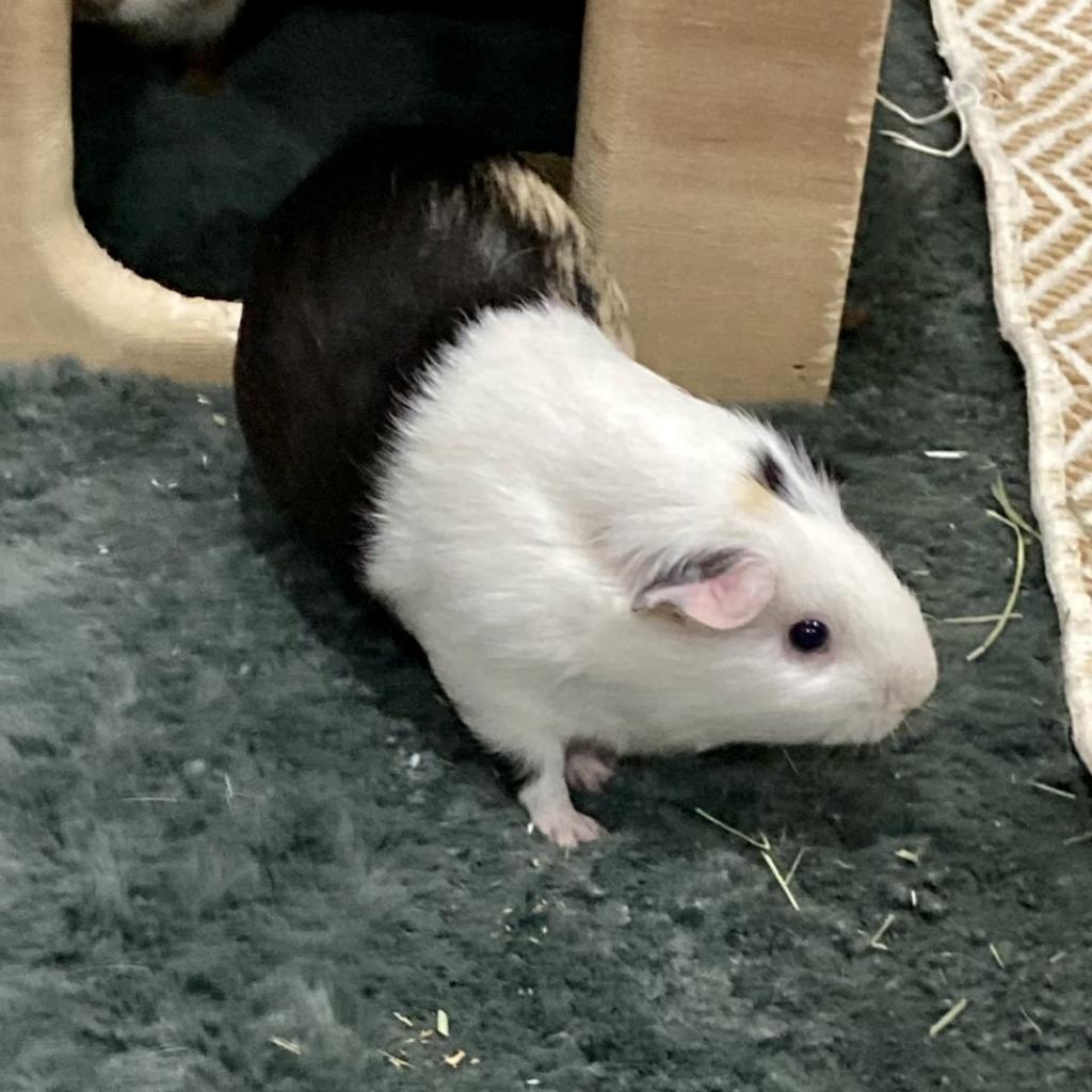 Enlarge Harold, a Adoptable Guinea Pig in Brookfield, WI image 4/6