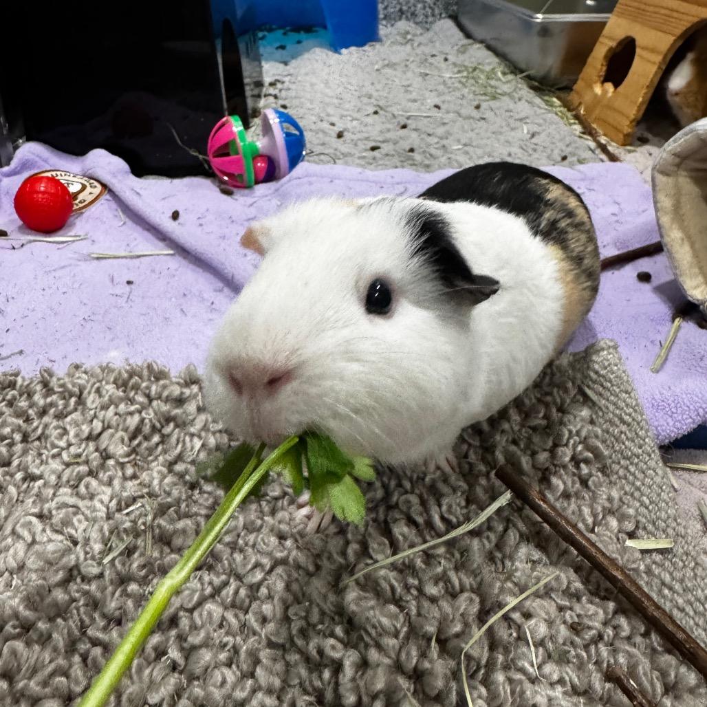 Enlarge Harold, a Adoptable Guinea Pig in Brookfield, WI image 5/6