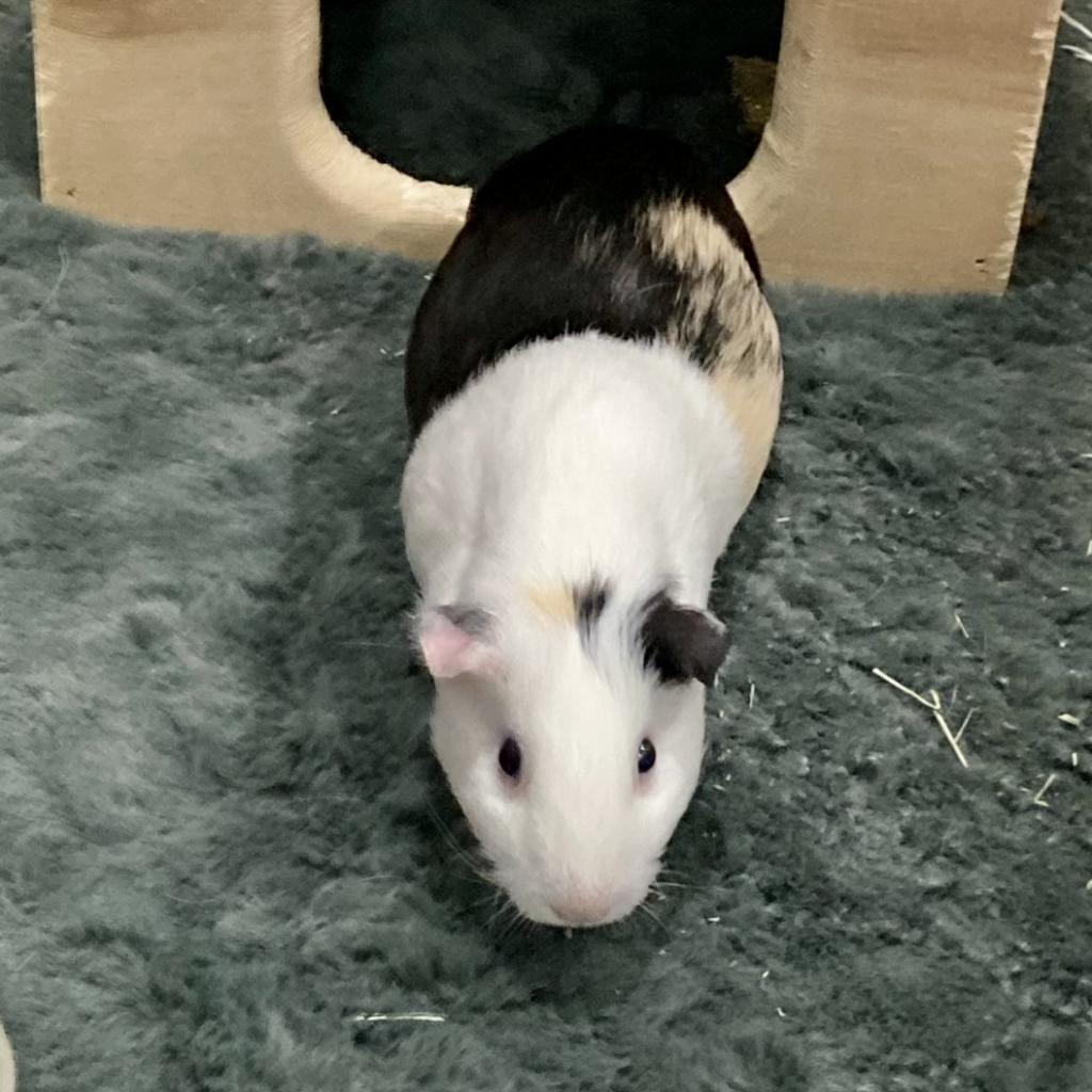 Enlarge Harold, a Adoptable Guinea Pig in Brookfield, WI image 6/6