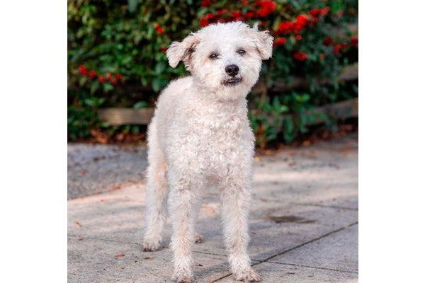 Bob Marley, Adoptable, Adult Male Maltese & Poodle.