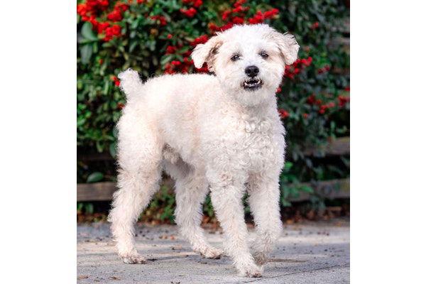 Enlarge Bob Marley, a Adoptable mixed breed in Palo Alto, CA image 2/3