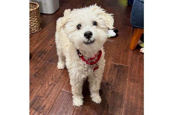 Enlarge Bob Marley, a Adoptable mixed breed in Palo Alto, CA image 3/3