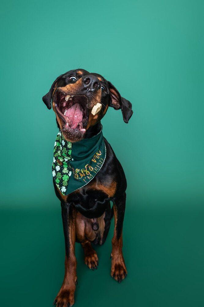 Sundance Kid, Adoptable, Young Male Doberman Pinscher & Mixed Breed.