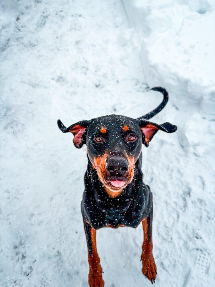Sundance Kid, a Adoptable mixed breed in Saugus, MA image 2/6