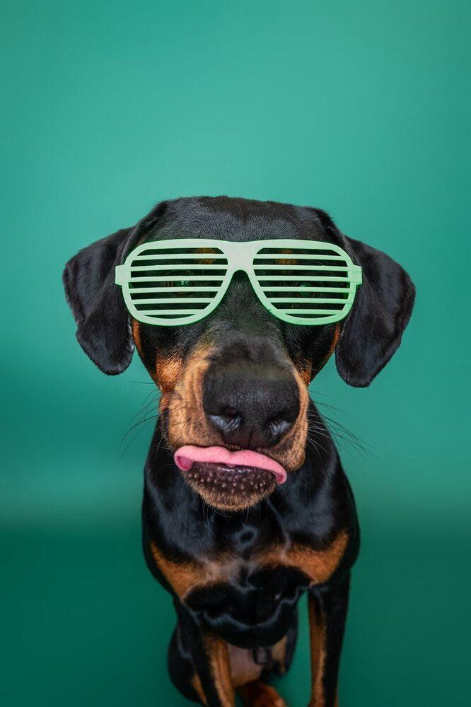 Sundance Kid, a Adoptable mixed breed in Saugus, MA image 3/6