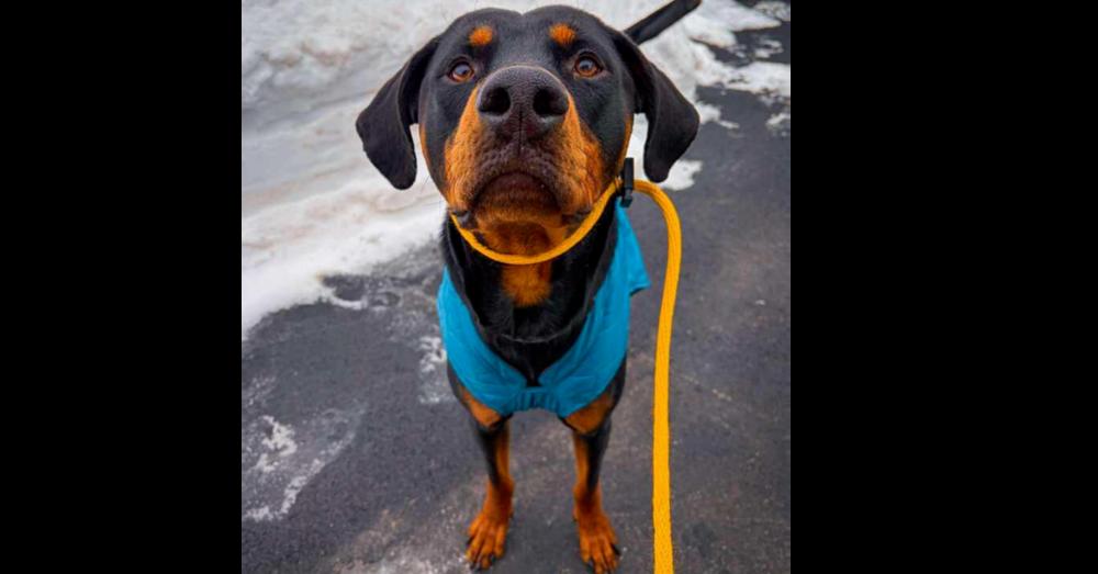 Sundance Kid, Adoptable, Young Male Doberman Pinscher & Mixed Breed.