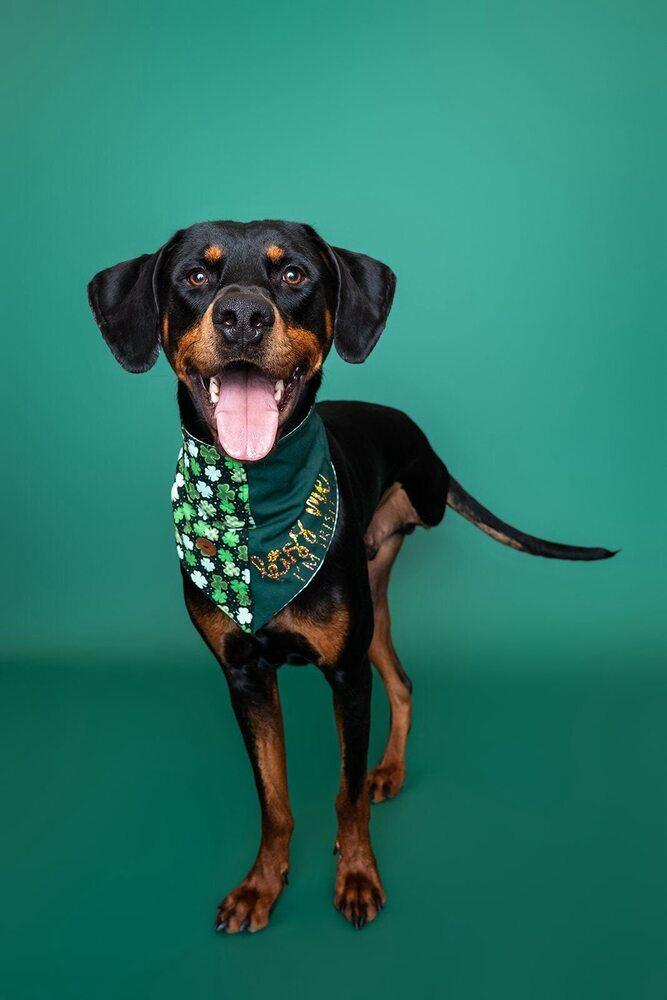 Sundance Kid, a Adoptable mixed breed in Saugus, MA image 4/6