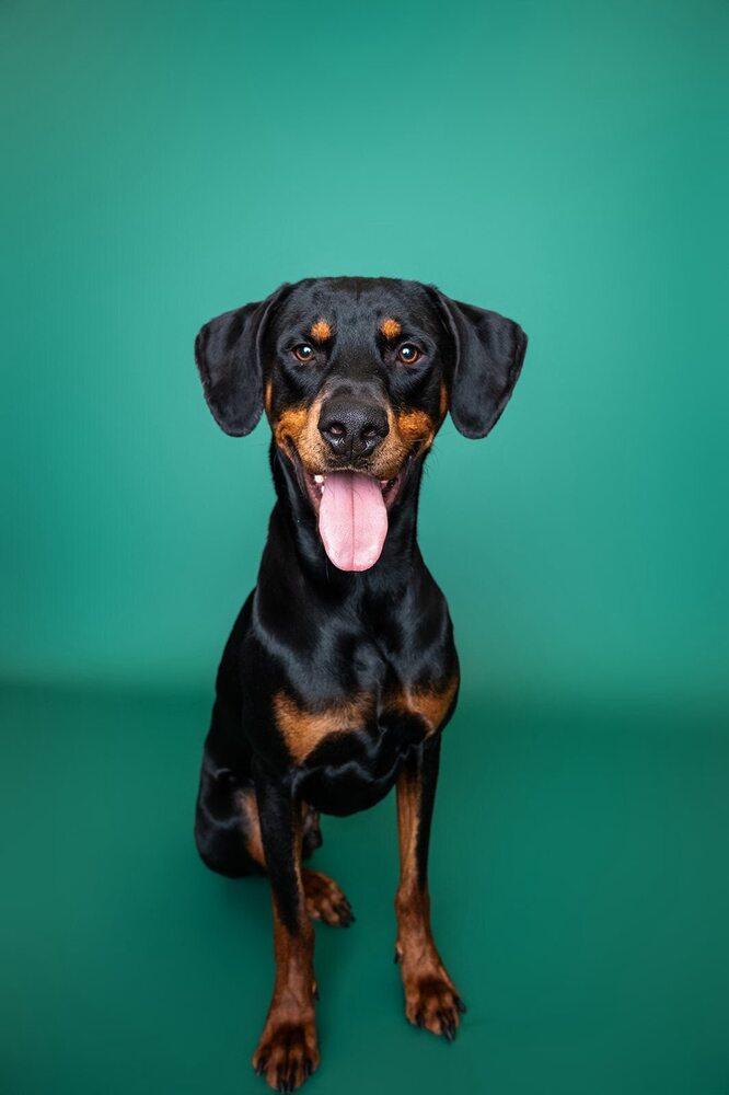 Sundance Kid, a Adoptable mixed breed in Saugus, MA image 5/6