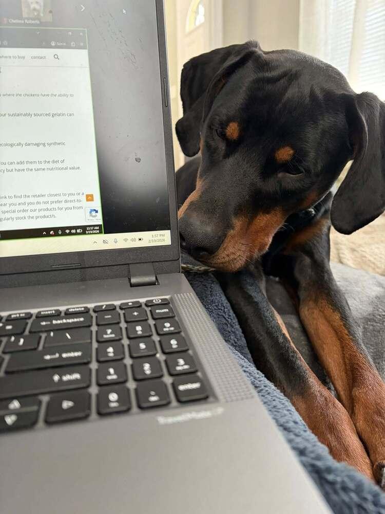 Sundance Kid, a Adoptable mixed breed in Saugus, MA image 6/6