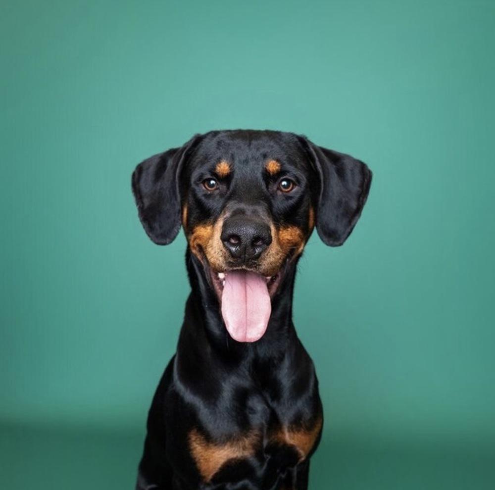 Enlarge Sundance Kid, a Adoptable mixed breed in Saugus, MA image 5/6