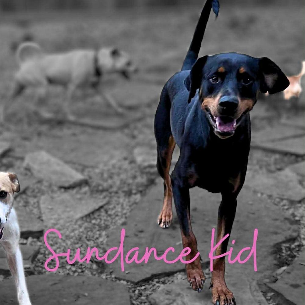 Sundance Kid thumbnail 2