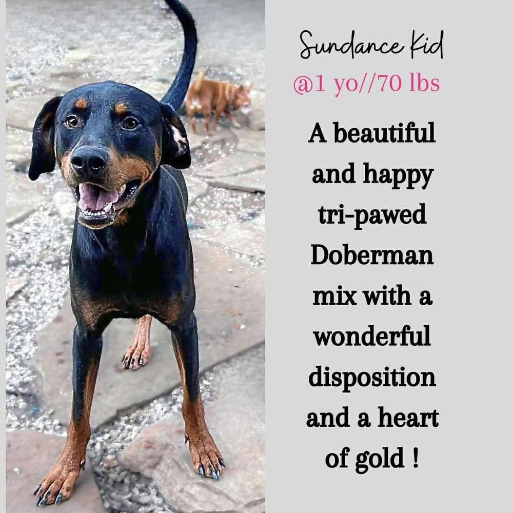 Enlarge Sundance Kid, a Adoptable mixed breed in Saugus, MA image 6/6