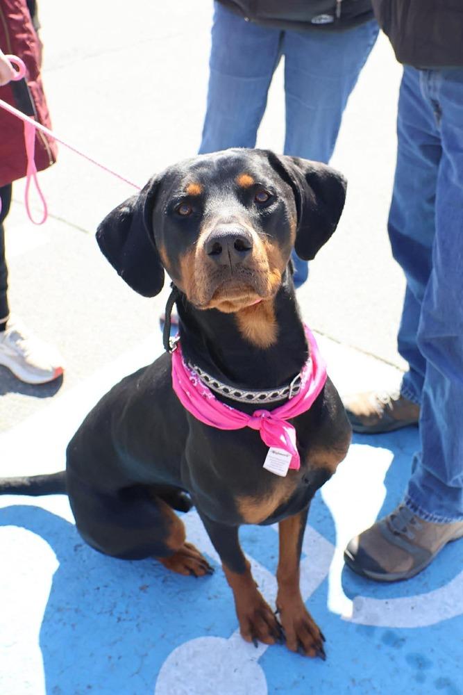 Enlarge Sundance Kid, a Adoptable mixed breed in Saugus, MA image 6/6