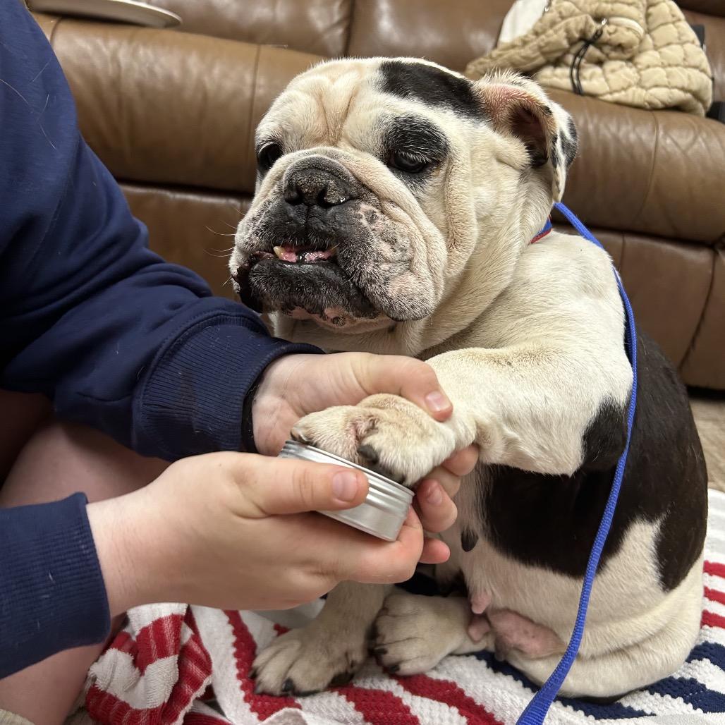 837 (2026) Lola, a Adoptable American Bulldog in Parker, CO image 2/6
