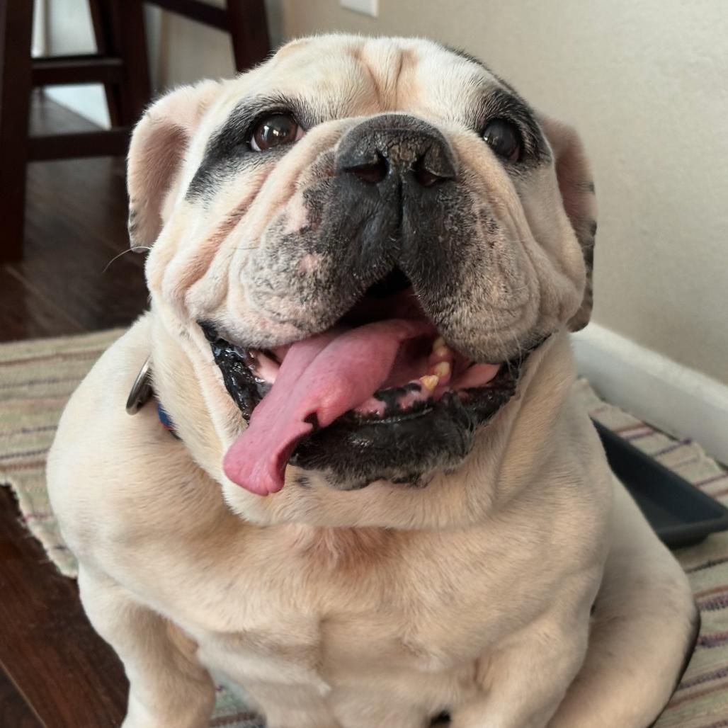 837 (2026) Lola, a Adoptable American Bulldog in Parker, CO image 4/6