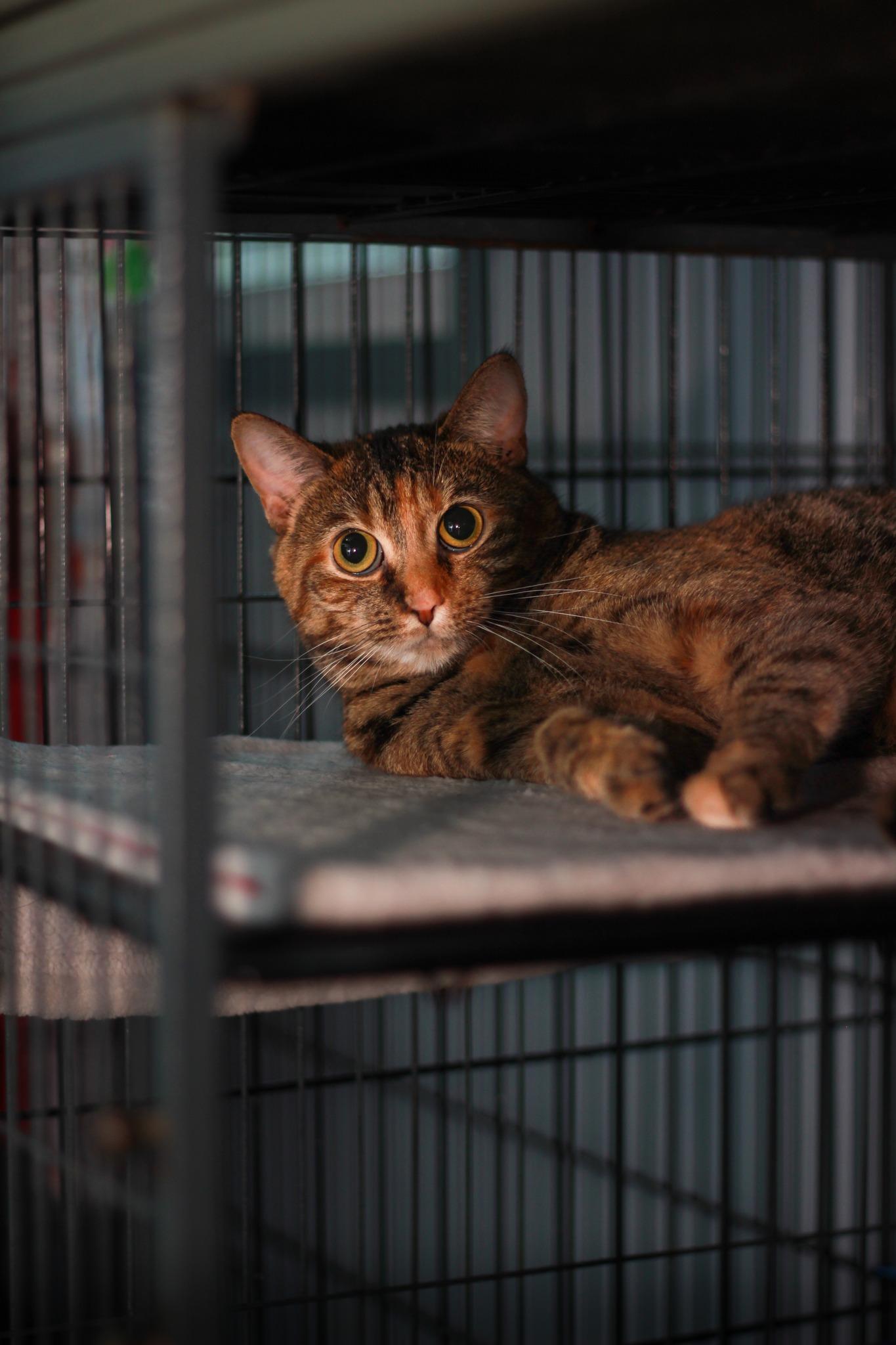 Enlarge Obsession, a Adoptable Domestic Short Hair in Spencer, IN image 1/1