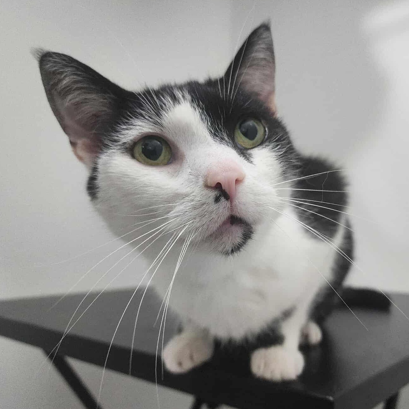 Stanley, Adoptable, Senior Male Tuxedo & Domestic Short Hair.