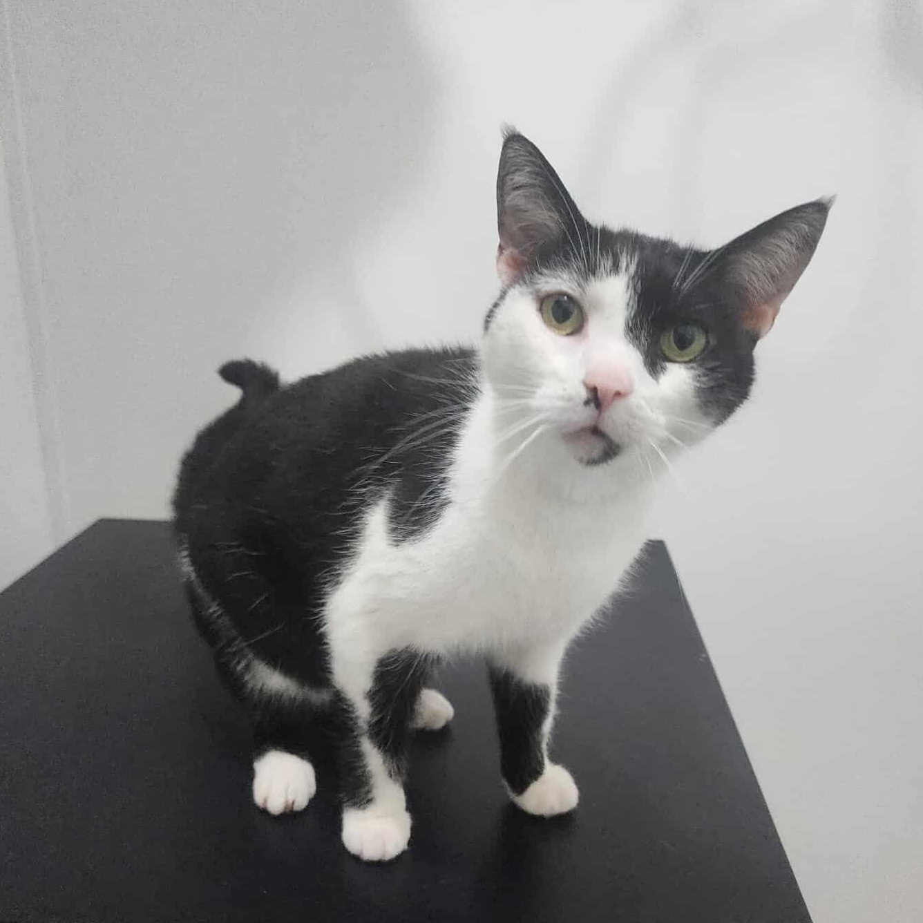 Enlarge Stanley, a Adoptable mixed breed in Greensburg, PA image 5/6