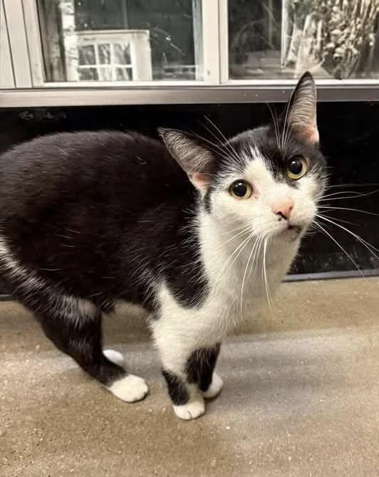 Enlarge Stanley, a Adoptable mixed breed in Greensburg, PA image 3/6