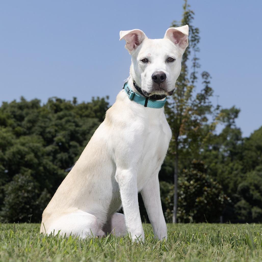 Enlarge Hercules, a Adoptable mixed breed in Franklin, TN image 1/1