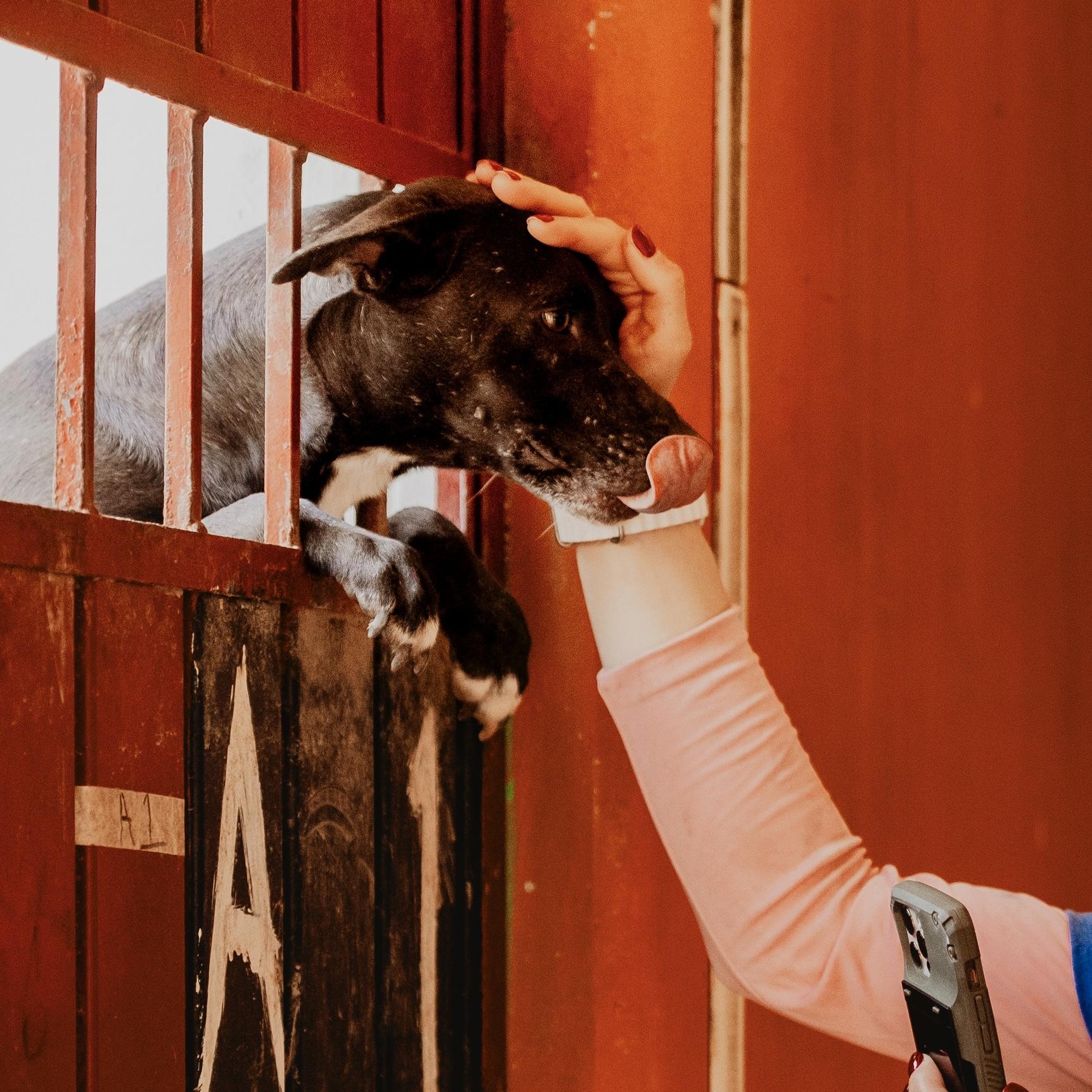 Meet Elena  A Loving Soul Ready for Her Forever Home Arriving in New York on July 30th  Urgently
