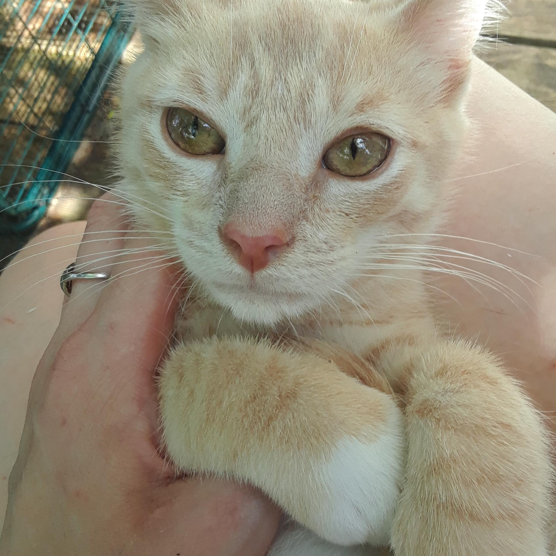 Enlarge Lemonjello, a Adoptable Domestic Short Hair in Millerton, PA image 6/6