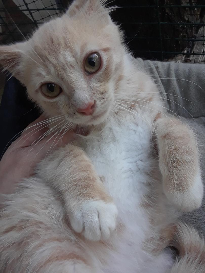 Enlarge Lemonjello, a Adoptable Domestic Short Hair in Millerton, PA image 3/6