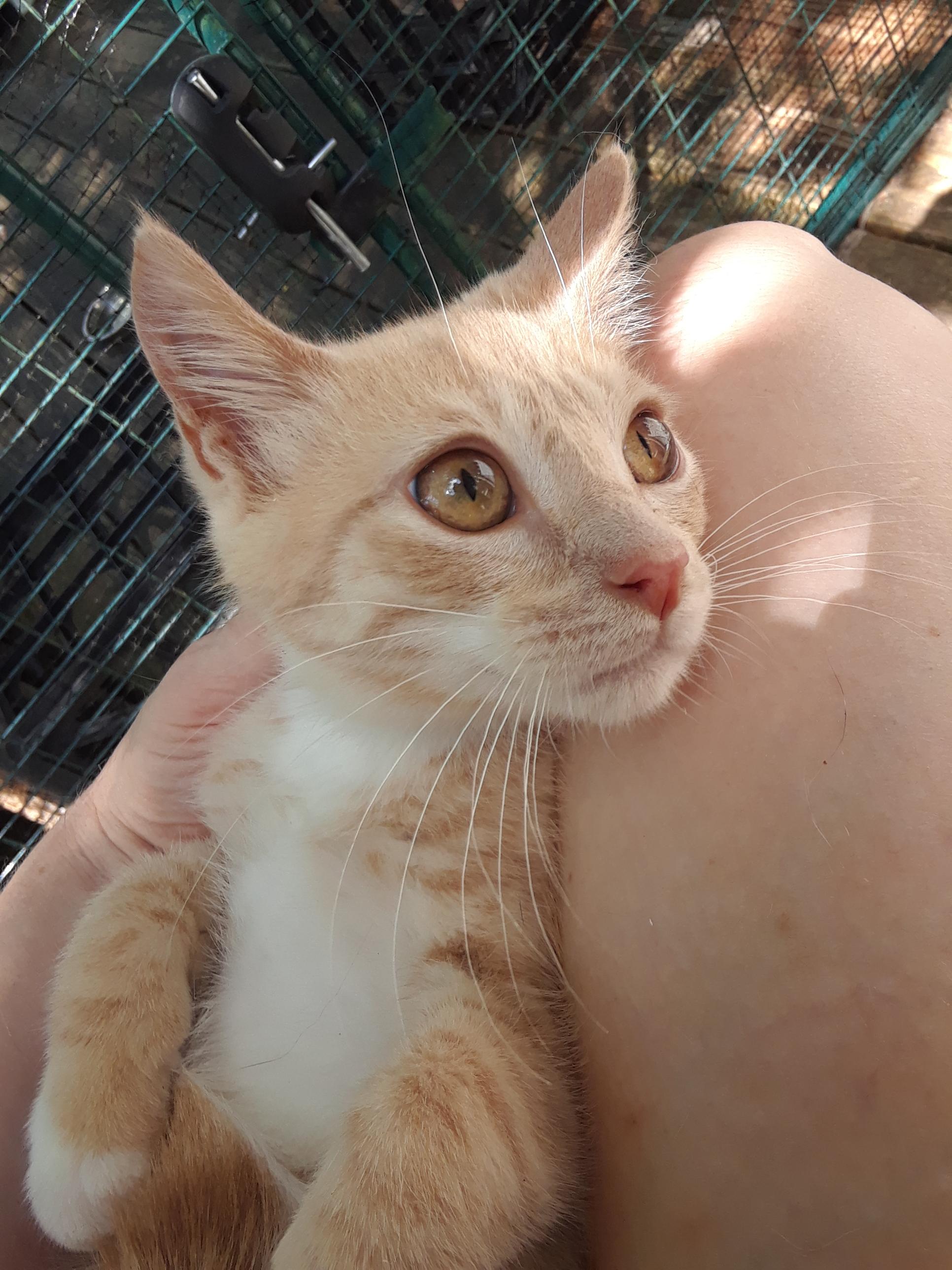 Enlarge Lemonjello, a Adoptable Domestic Short Hair in Millerton, PA image 4/6