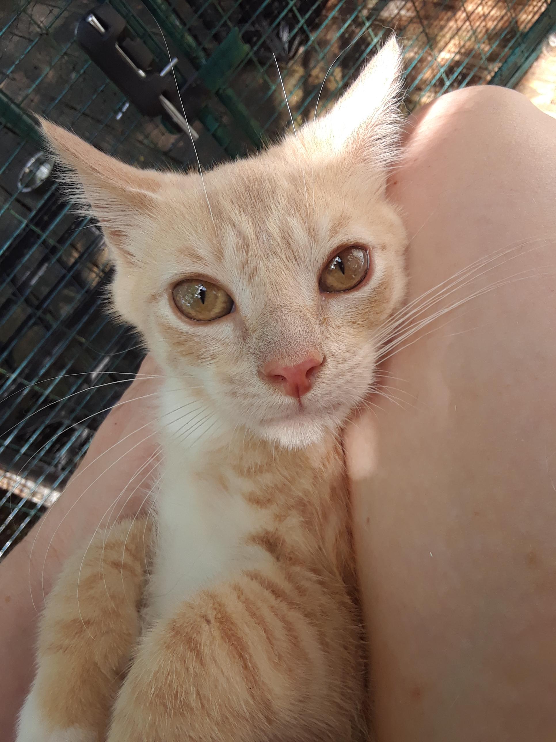 Lemonjello, Adoptable, Kitten Male Domestic Short Hair.
