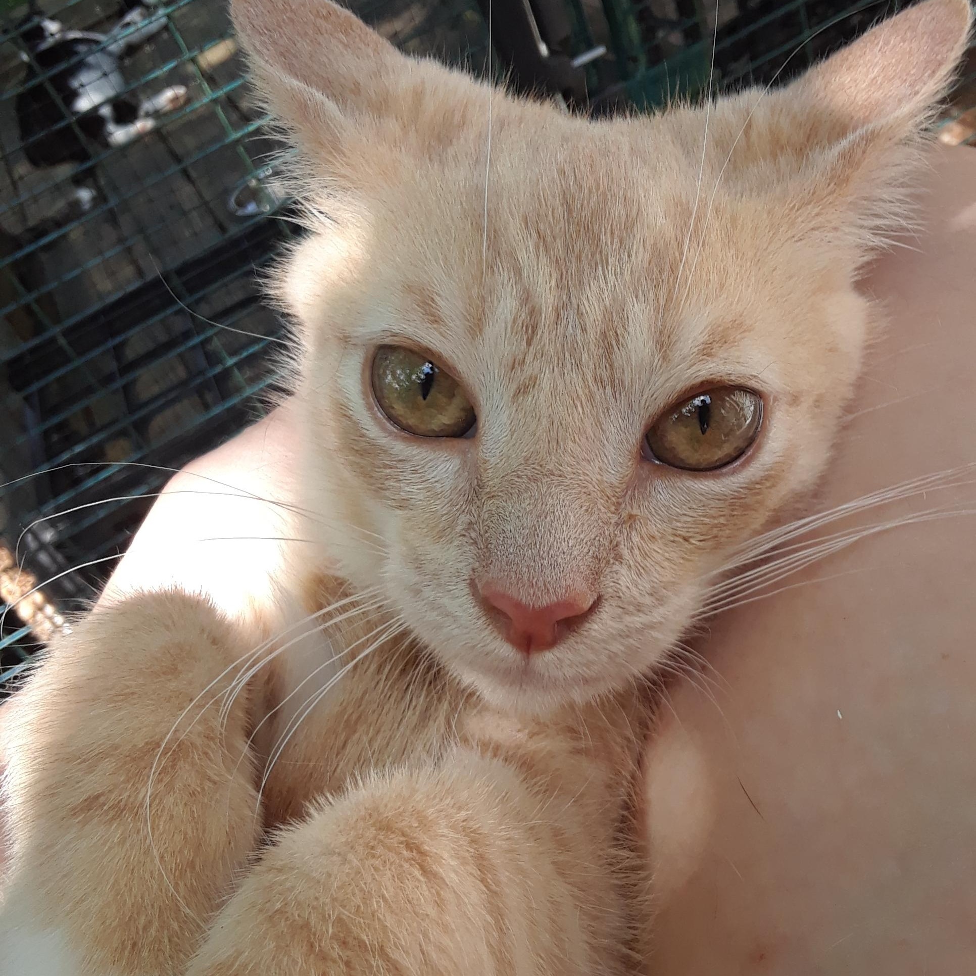 Enlarge Lemonjello, a Adoptable Domestic Short Hair in Millerton, PA image 2/6