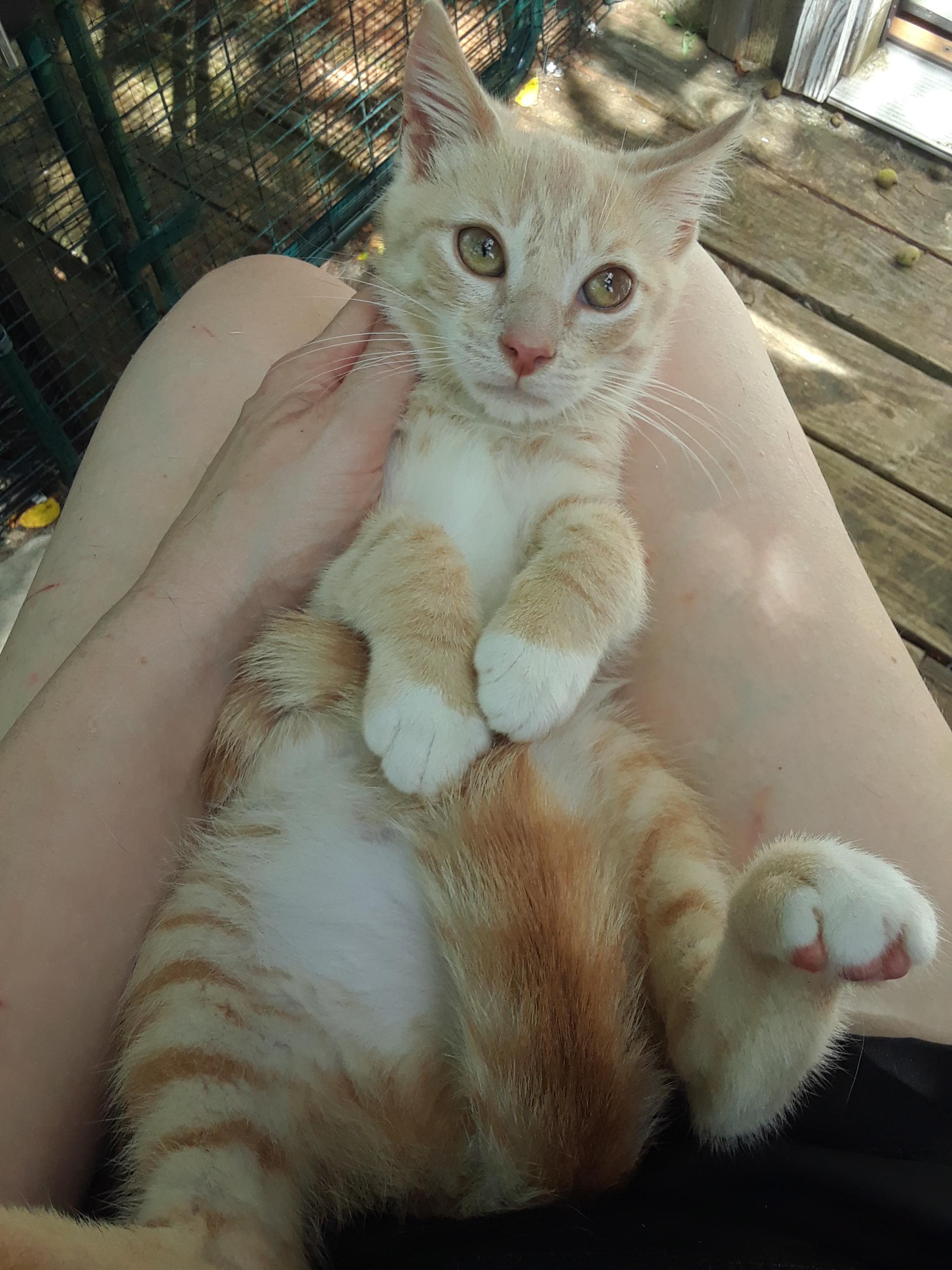 Enlarge Lemonjello, a Adoptable Domestic Short Hair in Millerton, PA image 5/6