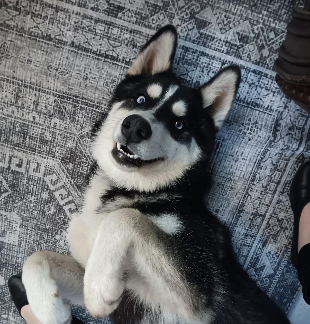 Koba, ADOPTABLE, Young Male Husky.