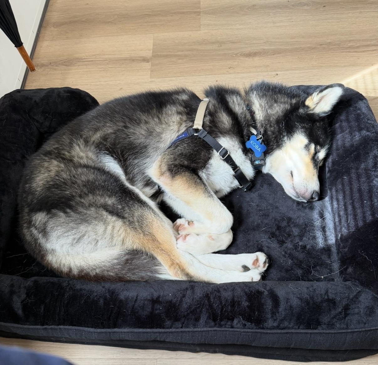 Koba, a ADOPTABLE Husky in Topsfield , MA image 5/6