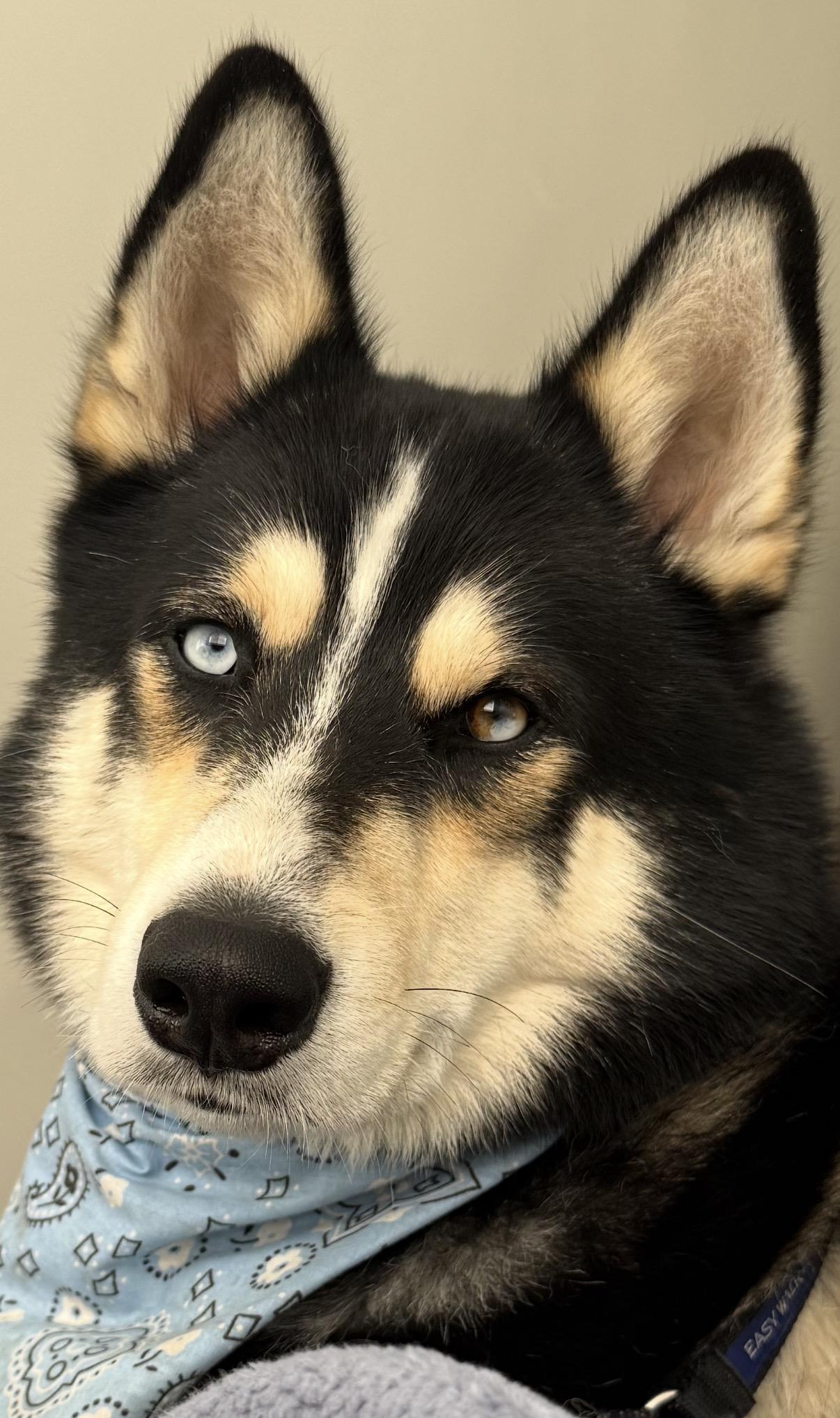 Koba, a ADOPTABLE Husky in Topsfield , MA image 6/6