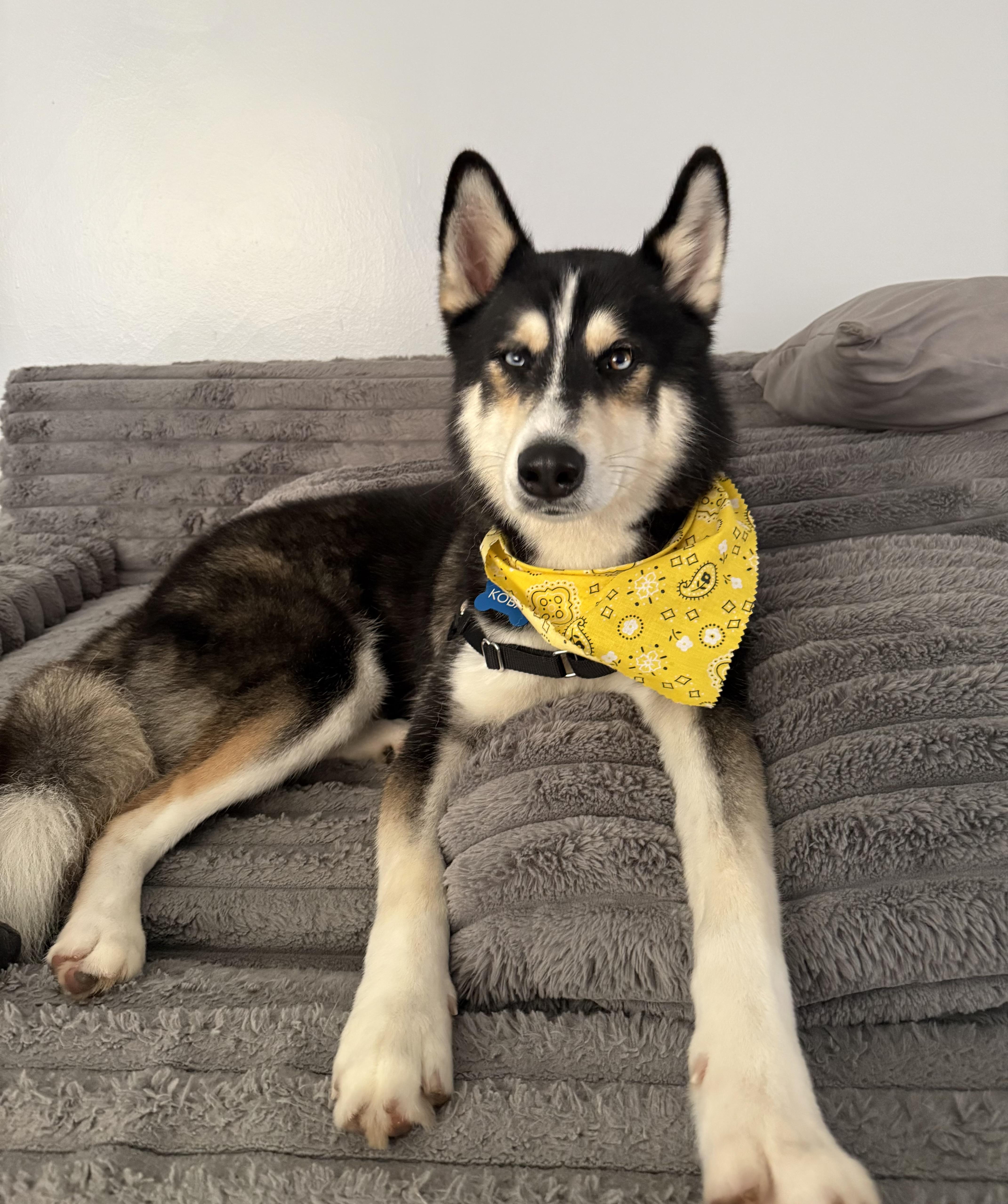 Koba, a ADOPTABLE Husky in Topsfield , MA image 4/6