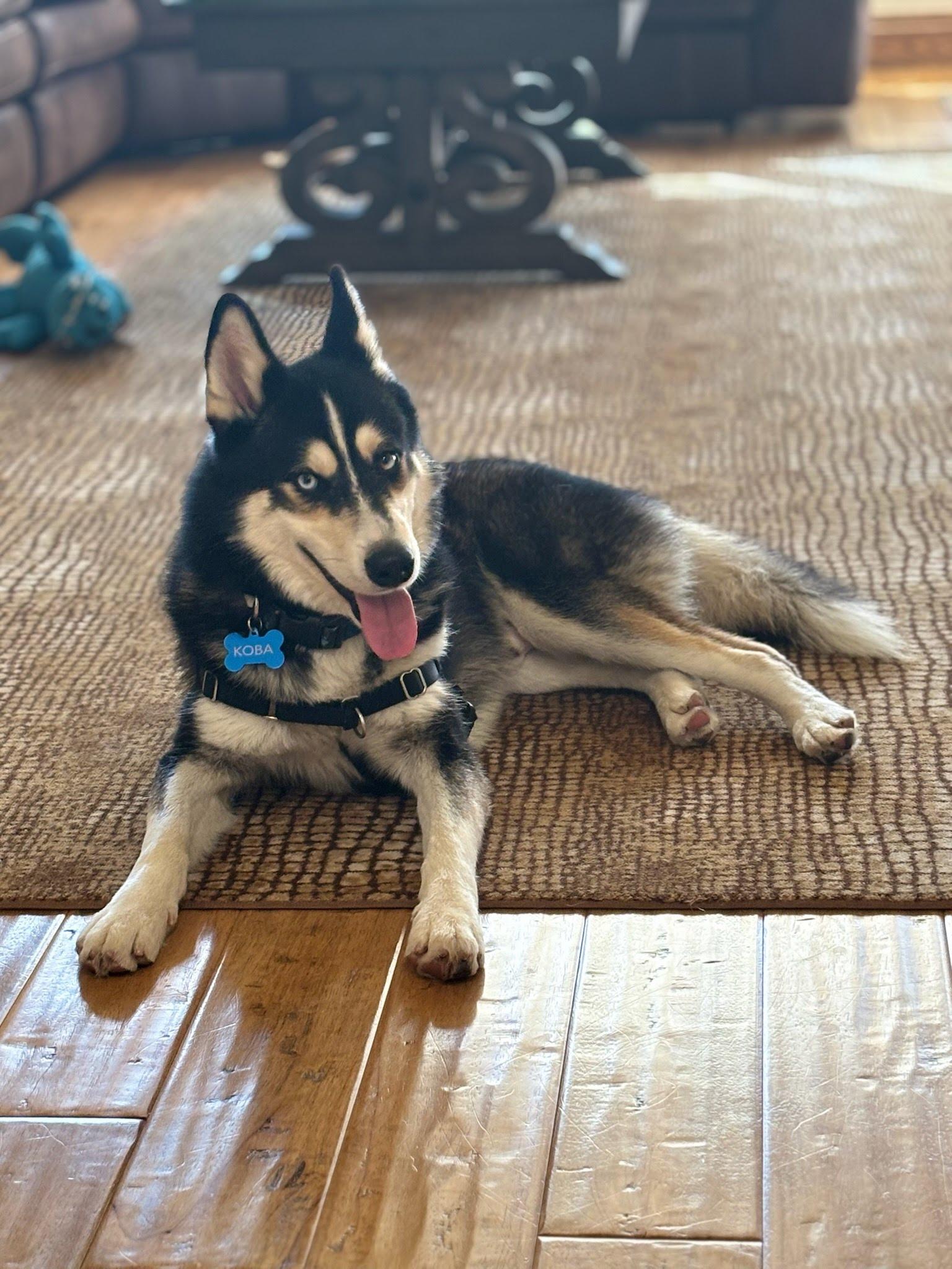 Koba, a ADOPTABLE Husky in Topsfield , MA image 3/6