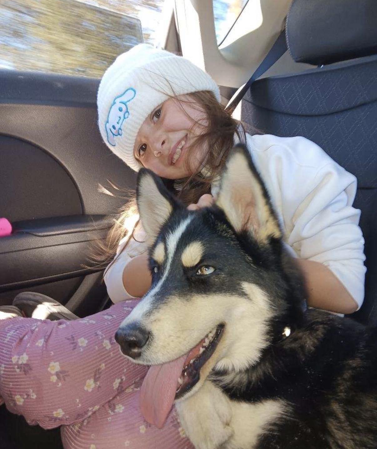 Koba, a ADOPTABLE Husky in Topsfield , MA image 2/6