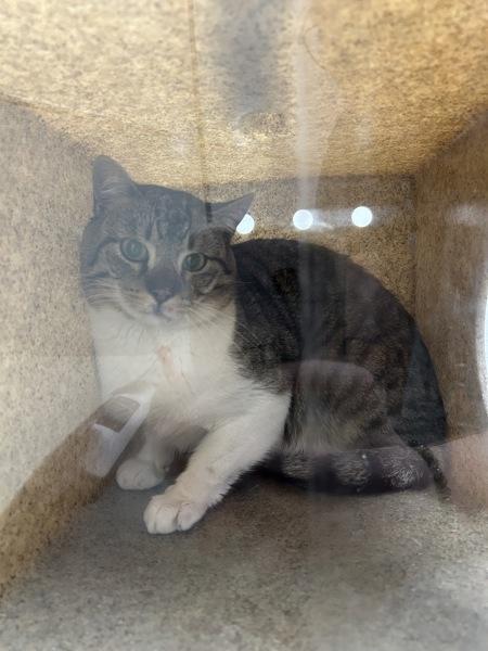 Goji - Working Cat, Adoptable, Adult Male Domestic Short Hair.