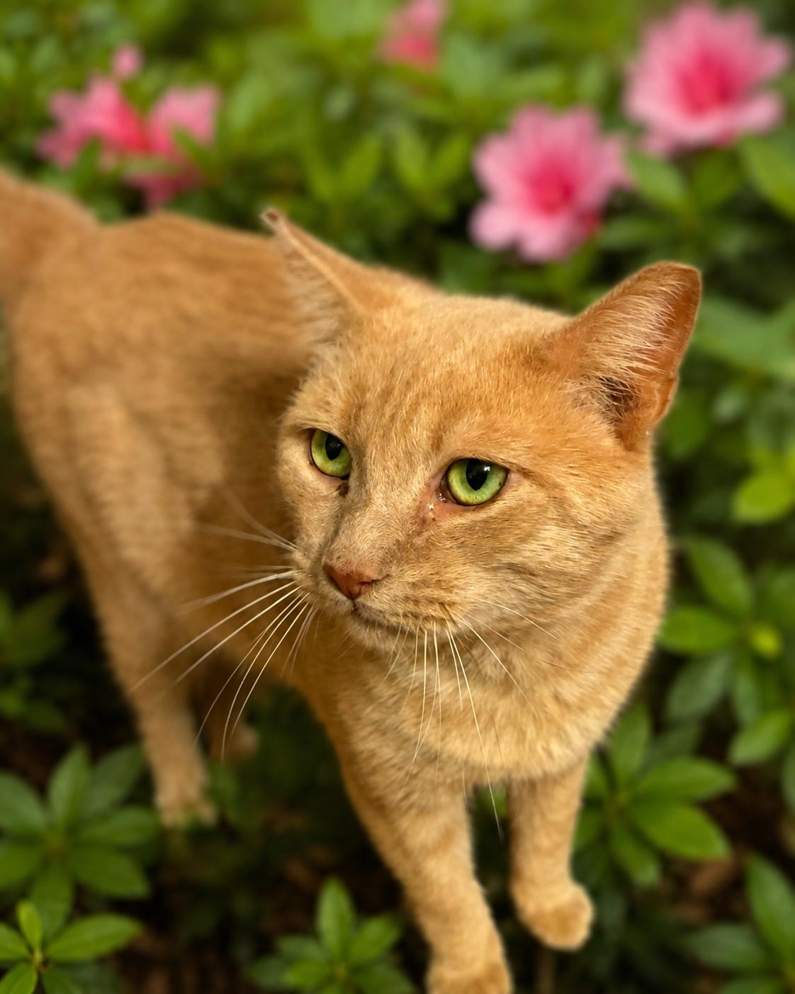 Heathcliff, ADOPTABLE, Young Male Domestic Short Hair.