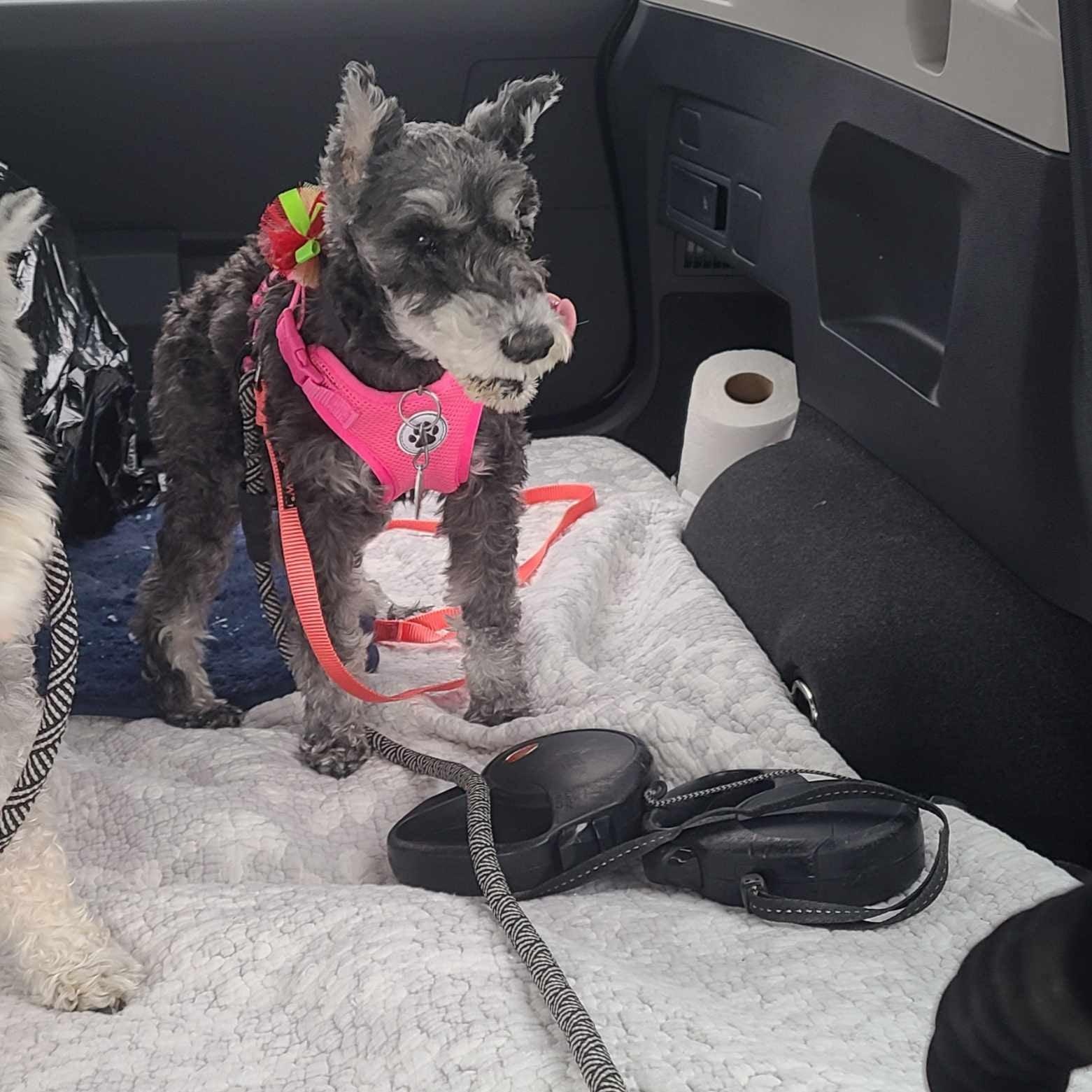 Tess: Needs sponsors!, a Adoptable Miniature Schnauzer in Homer Glen, IL image 2/3