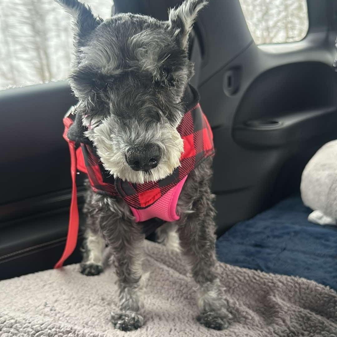 Tess: Needs sponsors!, Adoptable, Senior Female Miniature Schnauzer.