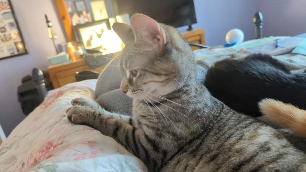 Violetta, Adoptable, Young Female Domestic Short Hair.