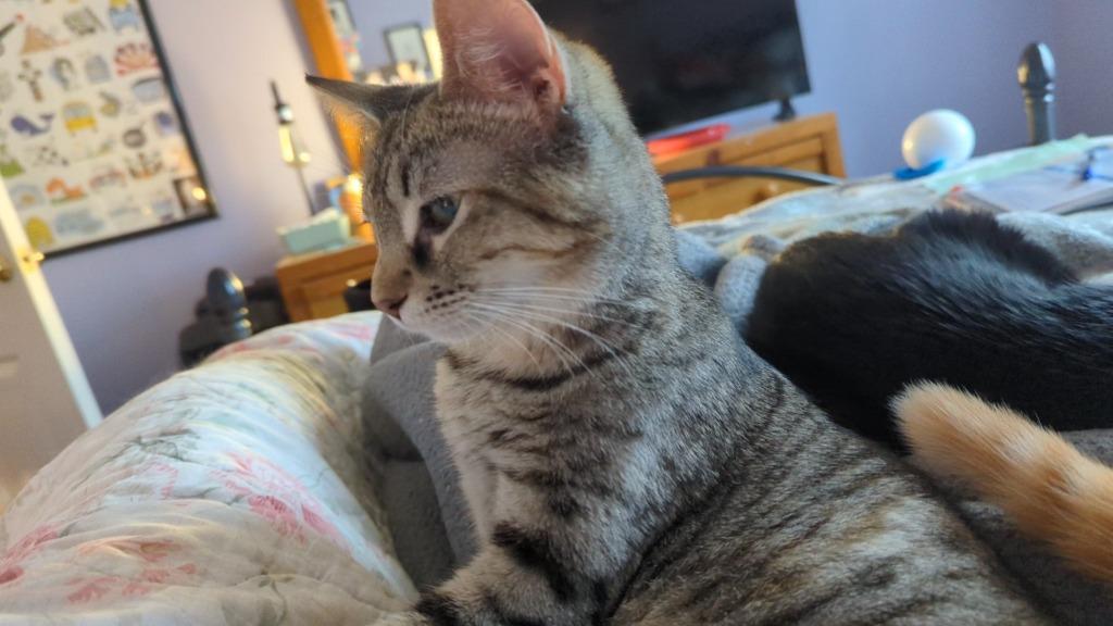 Enlarge Violetta, a Adoptable mixed breed in Olathe, KS image 2/6