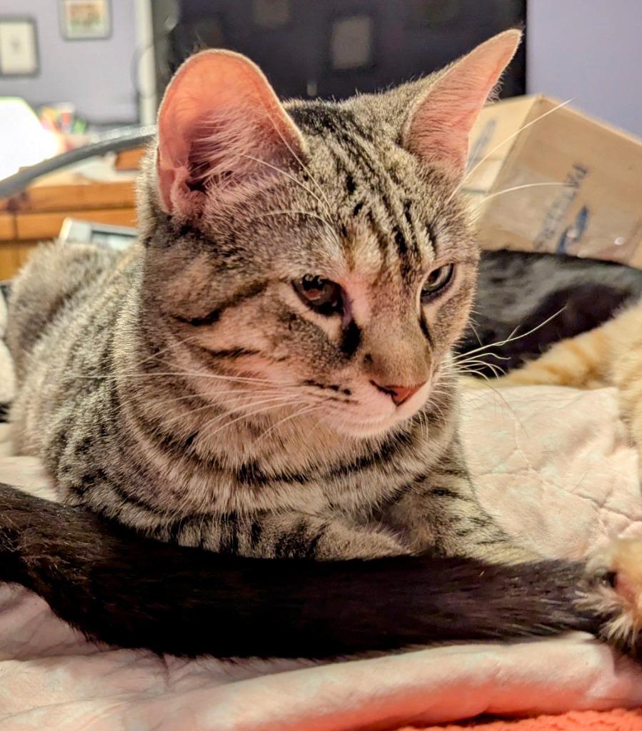 Enlarge Violetta, a Adoptable mixed breed in Olathe, KS image 3/6