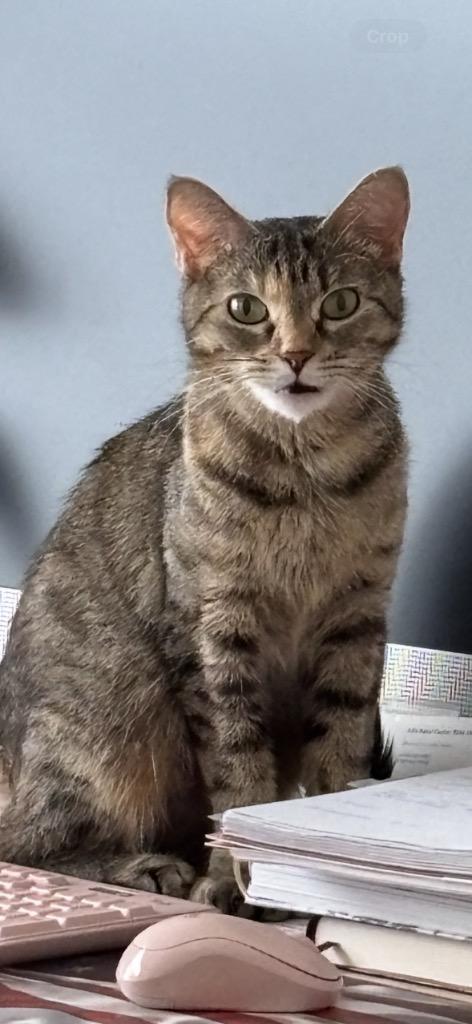 Enlarge Violetta, a Adoptable mixed breed in Olathe, KS image 5/6