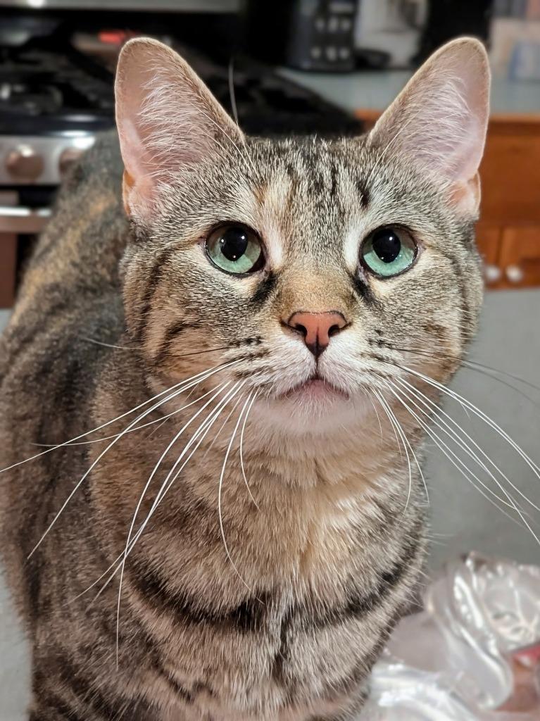 Enlarge Violetta, a Adoptable mixed breed in Olathe, KS image 2/2