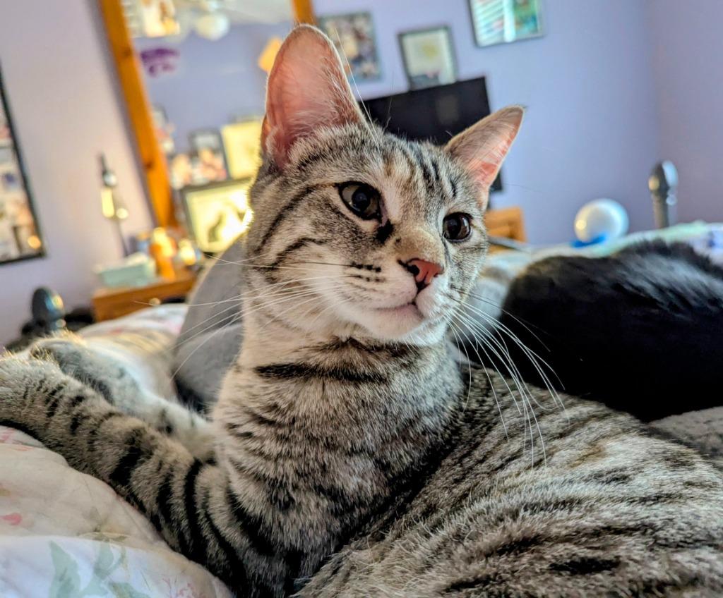 Enlarge Violetta, a Adoptable mixed breed in Olathe, KS image 6/6