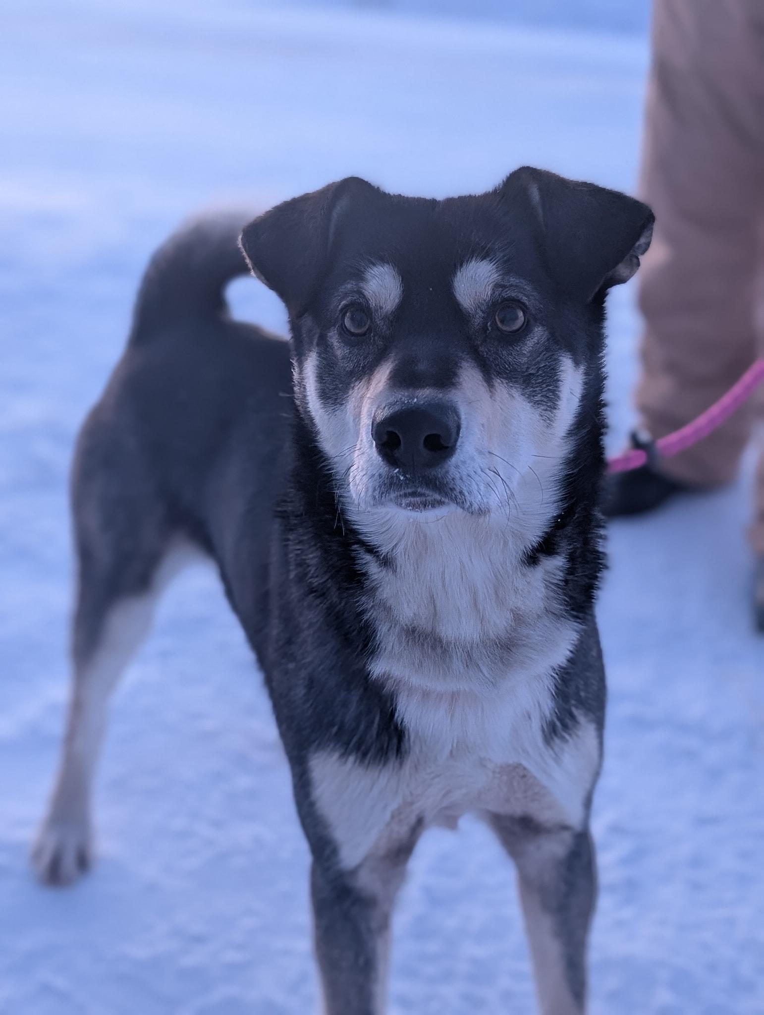 Teller, ADOPTABLE, Adult Male Husky.