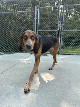 Enlarge Margarita, a Adoptable mixed breed in King William, VA image 1/1